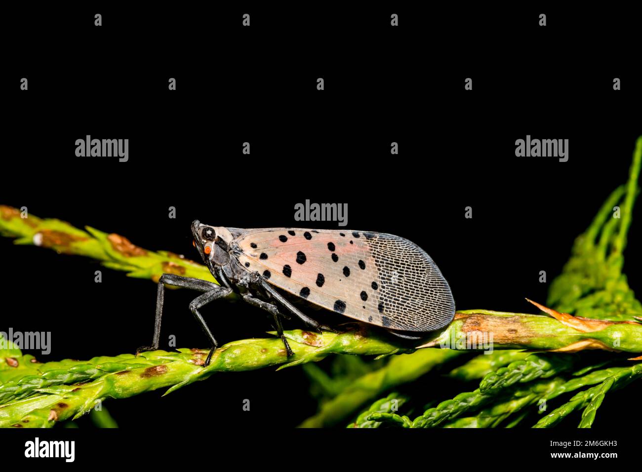 Spotted Lanternfly Lycorma delicatula Stock Photo Alamy