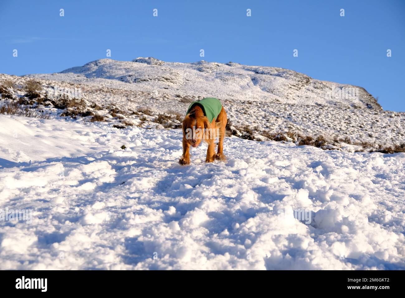 Winter snow, Cocker Spaniel on the path up a snow covered Ben Vrackie, a prominent mountain and corbett at Pitlochry, Scotland Stock Photo