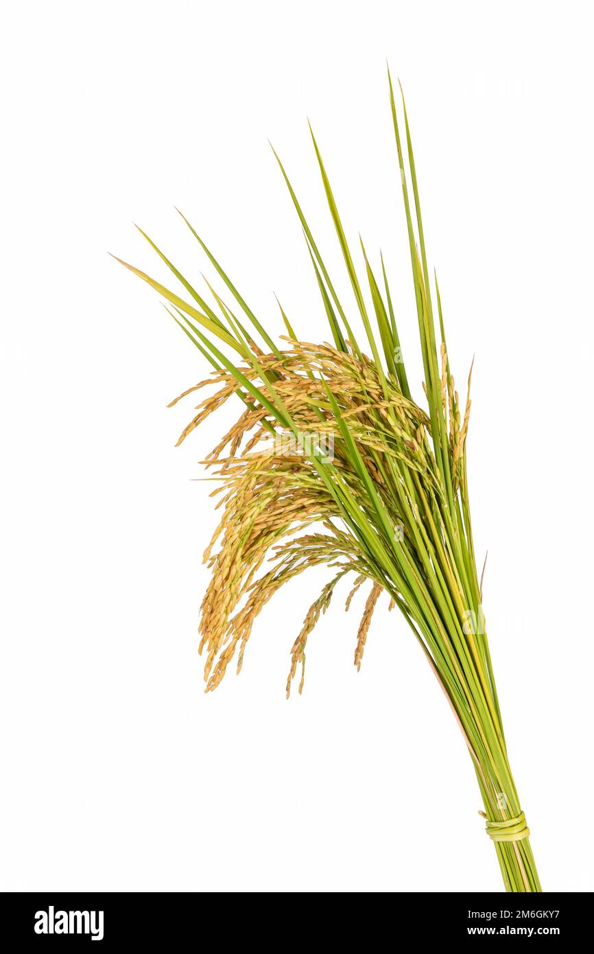 Ripe rice crops isolated Stock Photo