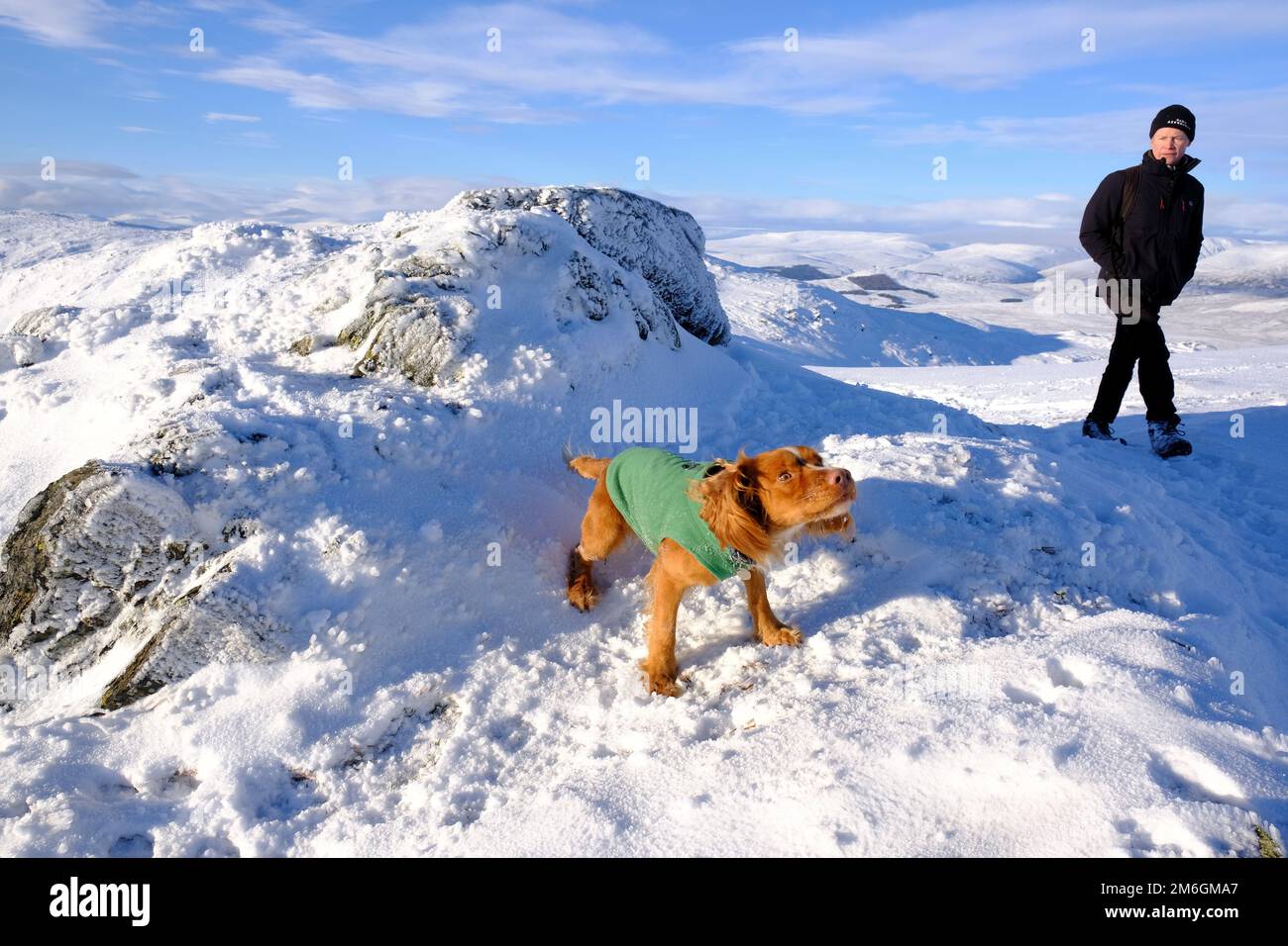 Winter snow, Hiker and Cocker Spaniel on the summit and path up a snow covered Ben Vrackie, a prominent mountain and corbett at Pitlochry, Scotland Stock Photo