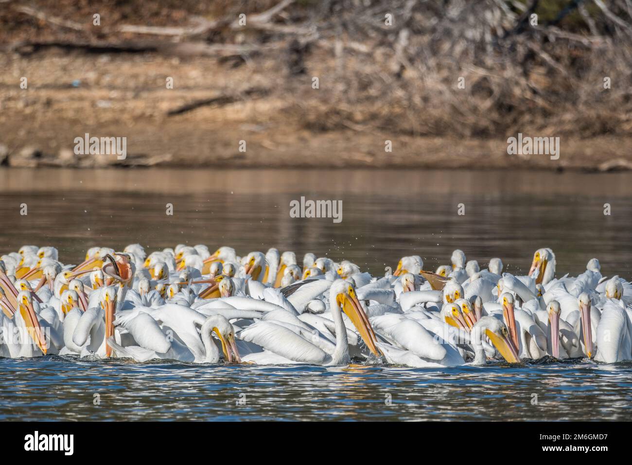 White pelicans gathering together catching fish in shallow water on the lake while migrating at the Hiwassee wildlife refuge in Tennessee in wintertim Stock Photo