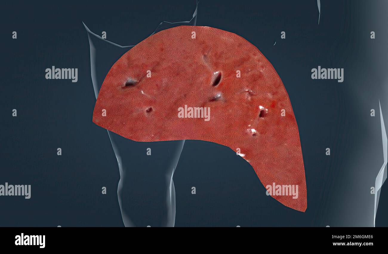 The liver is a wedgeshaped accessory organ of the gastrointestinal