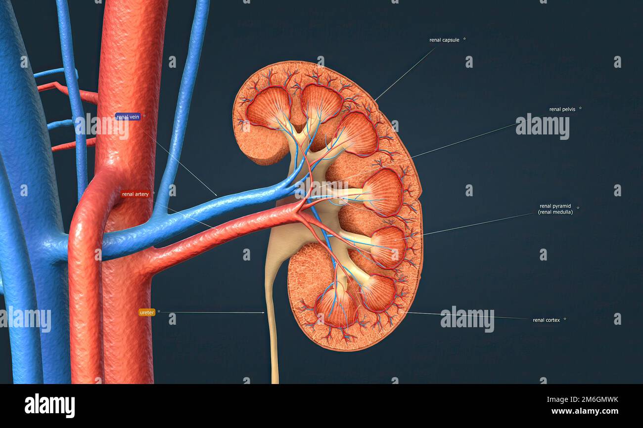 The renal artery helps in supplying the blood to the kidney from the