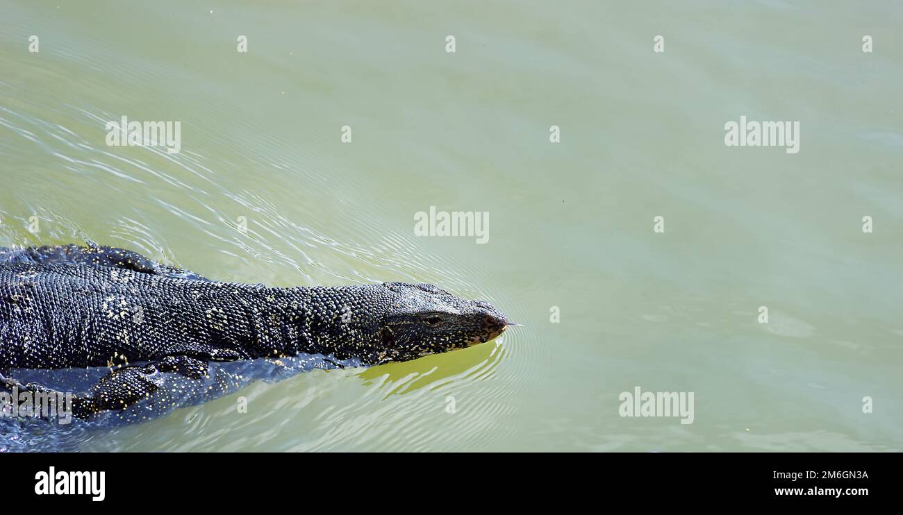 Monitor or Water Lizard floating in the lake. Stock Photo