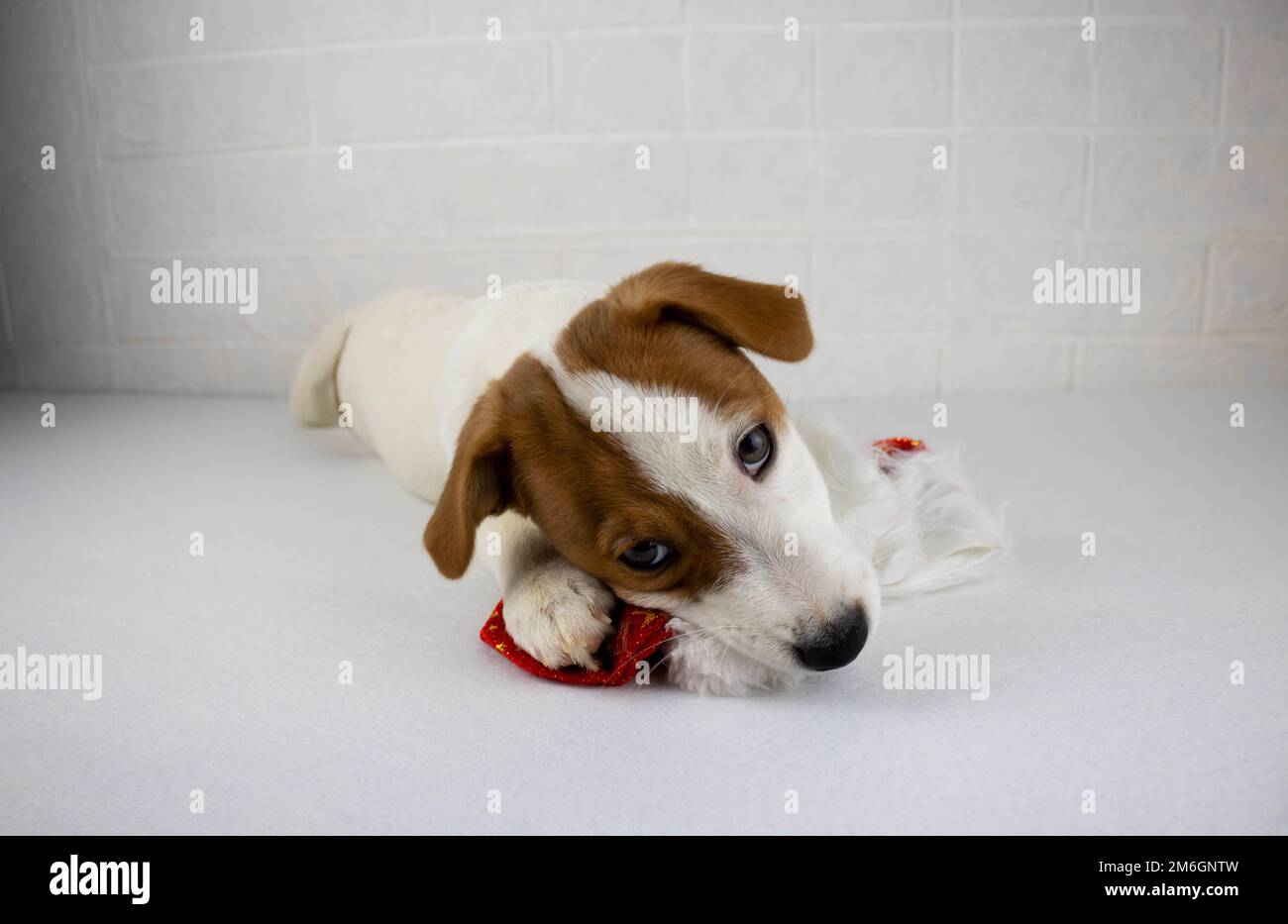A Jack Russell terrier puppy looks into the camera isolated on a white background. Stock Photo