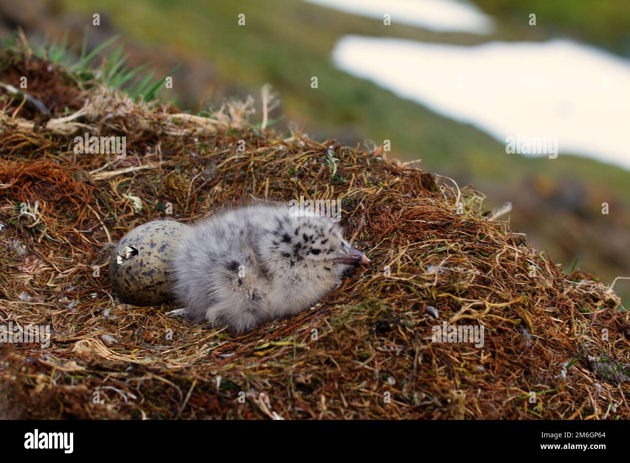 Glaucous gull (Larus hyperboreus) nest Stock Photo