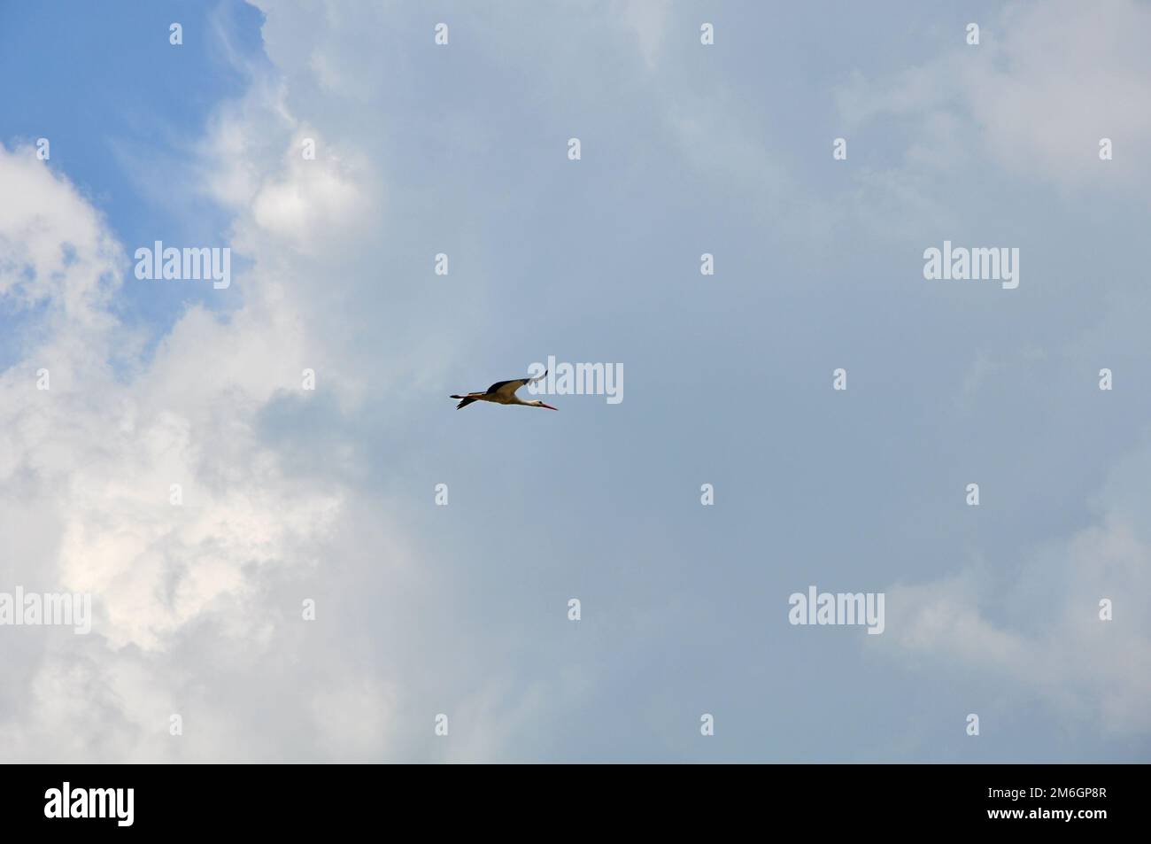 Lonely crane flying up in the sky against a stormy cloud in summer day Stock Photo