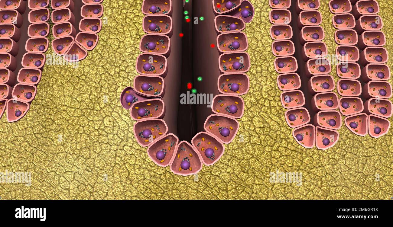 Pepsinogen reacts with hydrochloric acid (HCl) in the stomach and turns