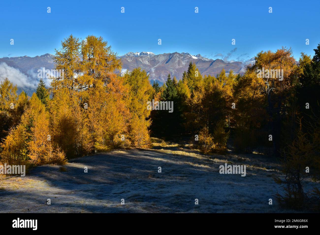 Autumn larch forest in front of the Ã–tztaler alps, South Tyrol, Italy Stock Photo