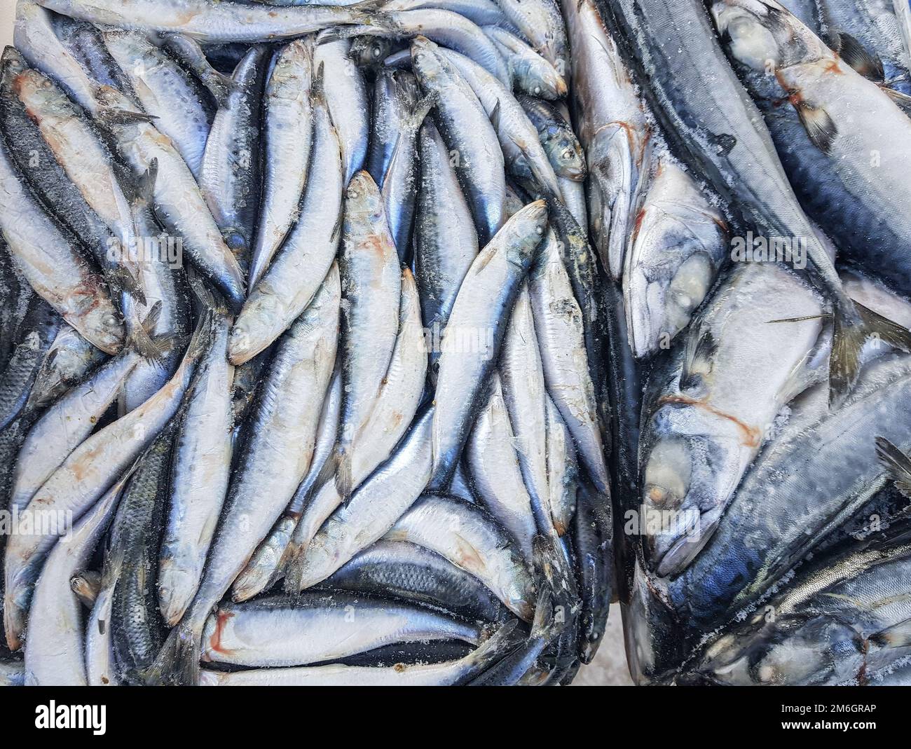 Sprat fish underwater hi-res stock photography and images - Alamy