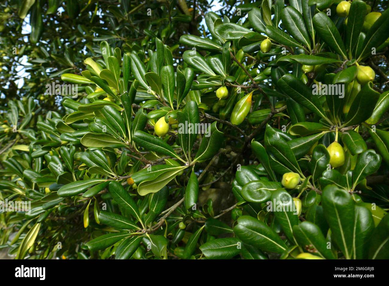 Chinese klebsame hires stock photography and images Alamy