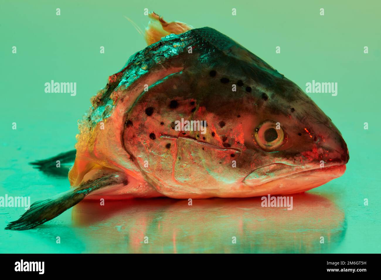 A Trout fish head laying on a stanless steel metal surface lit by