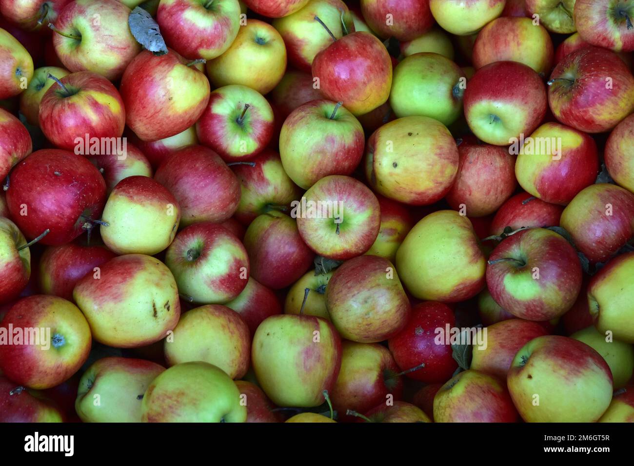 Apple Pinova, south tyrol, italy Stock Photo