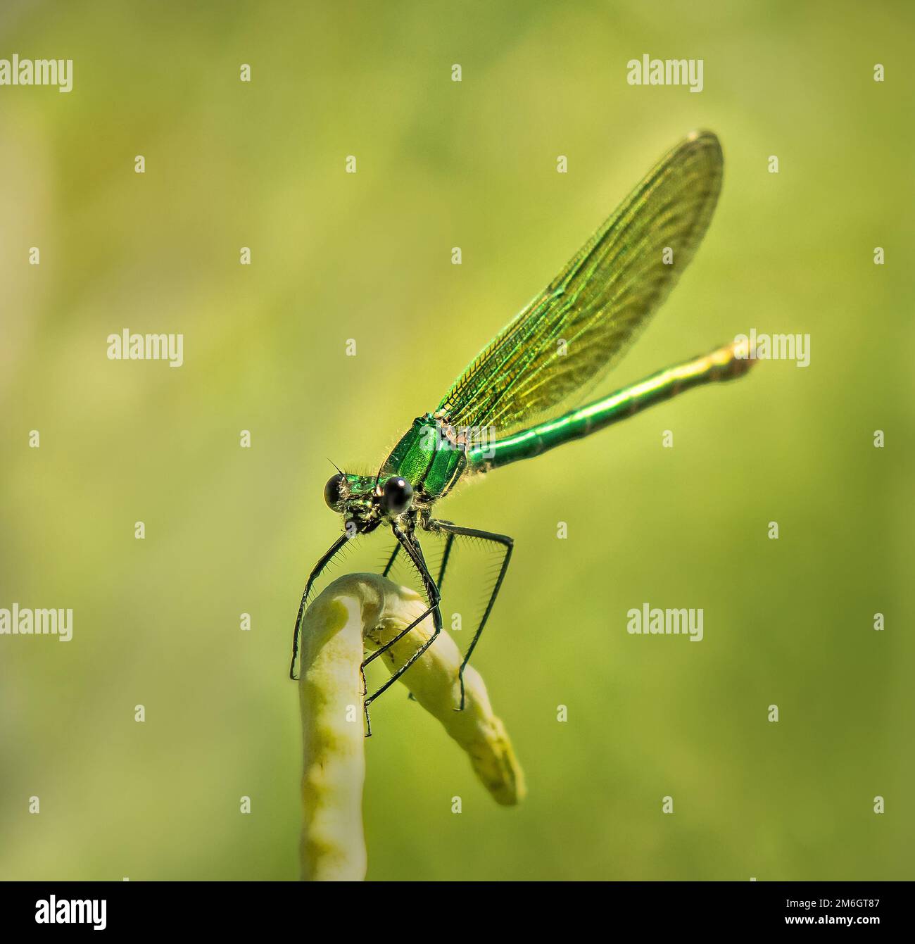 Banded damselfly 'Calopteryx splendens' female Stock Photo Alamy