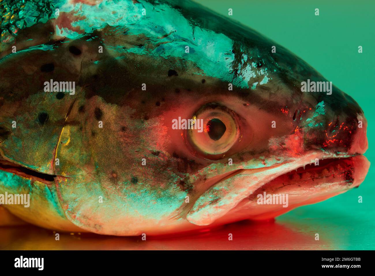 A Trout fish head laying on a stanless steel metal surface lit by