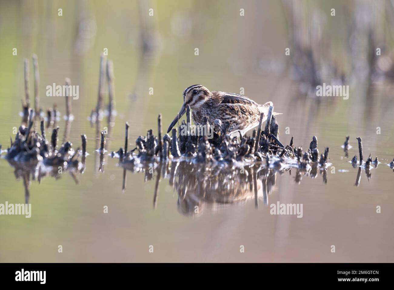 Jack Snipe (Lymnocryptes minimus) rare waders. Stock Photo