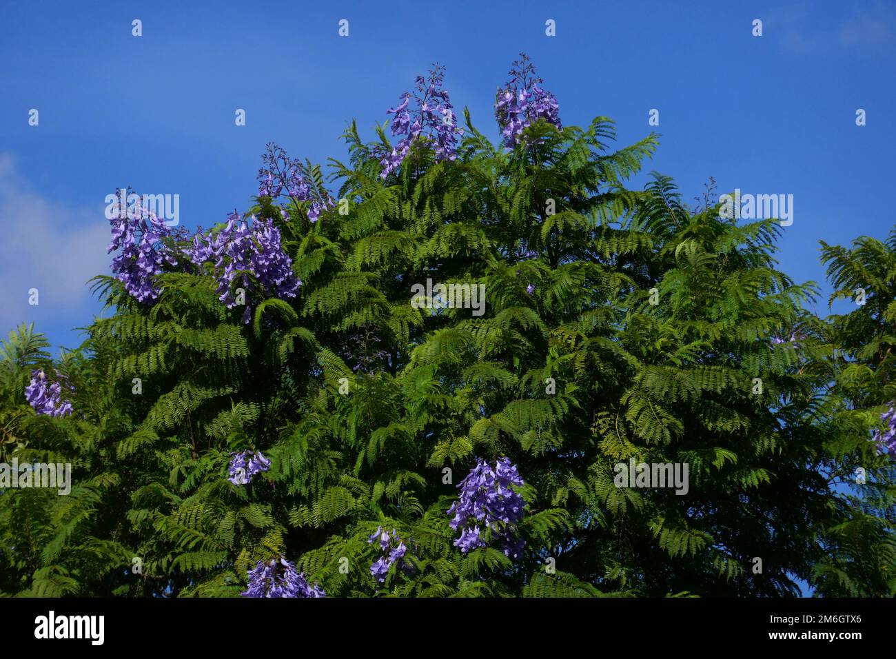 Jacaranda tree Stock Photo