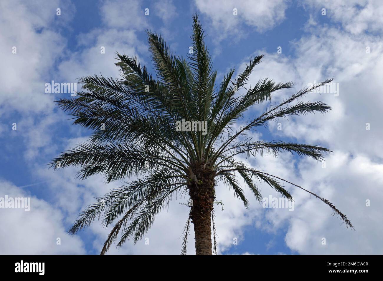 Date palm Stock Photo