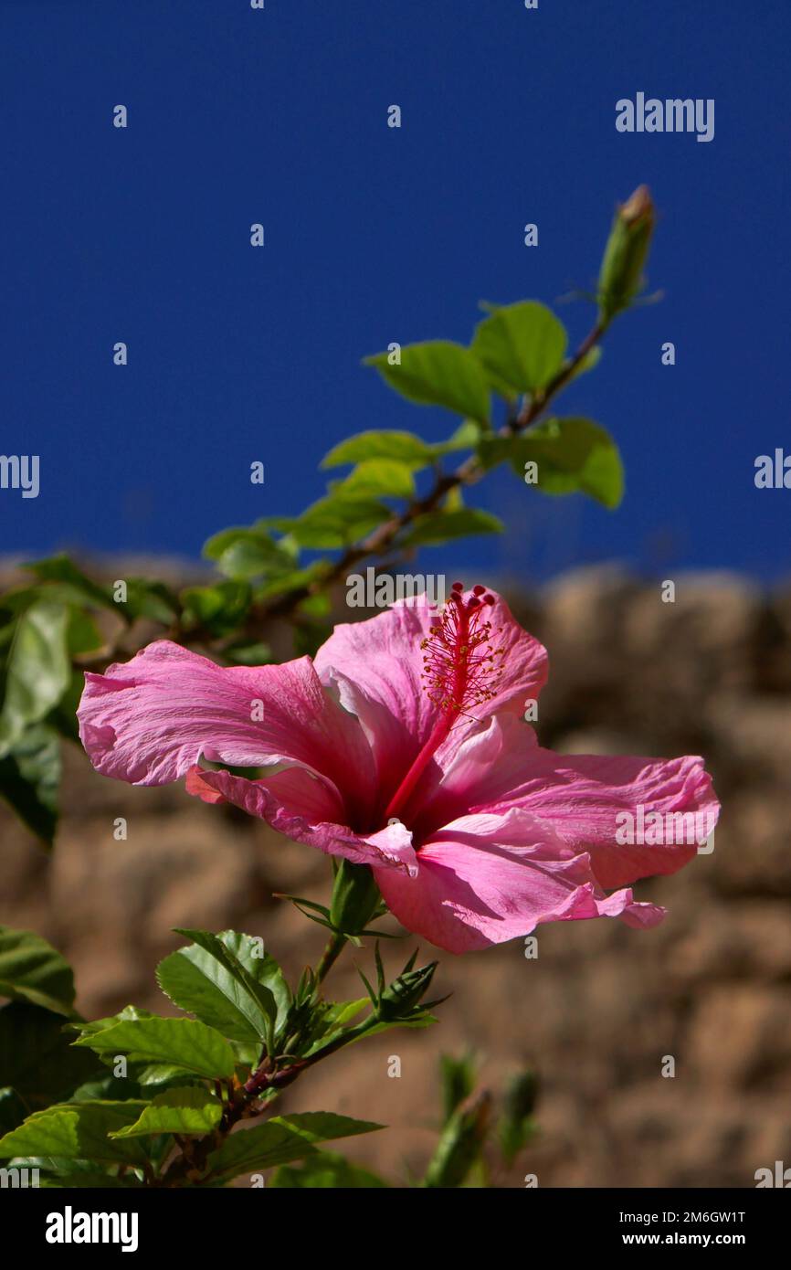 Hibiscus species hi-res stock photography and images - Alamy
