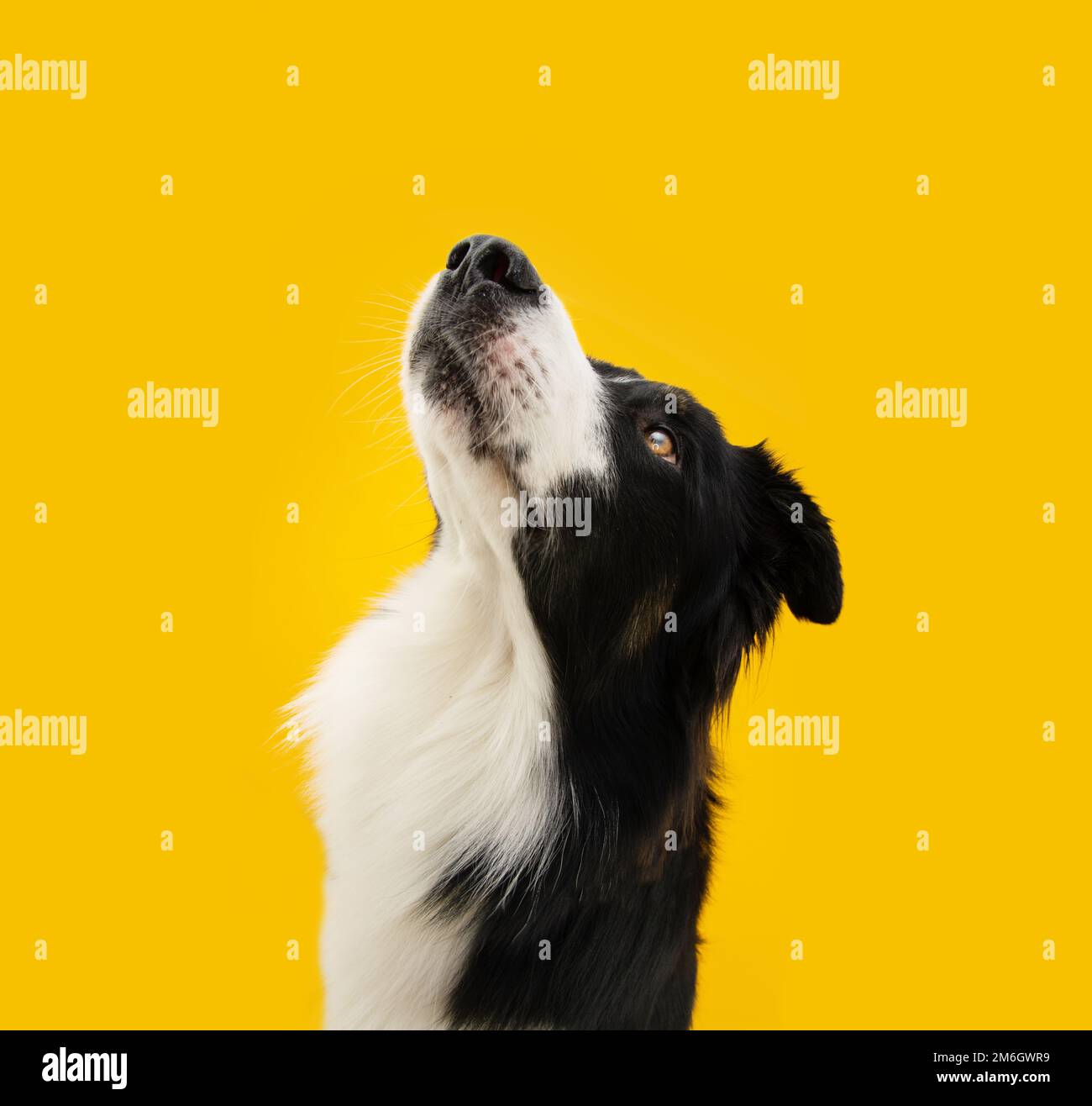 Portrait concentrate border collie dog looking up begging food. Isolated on yellow colored background Stock Photo