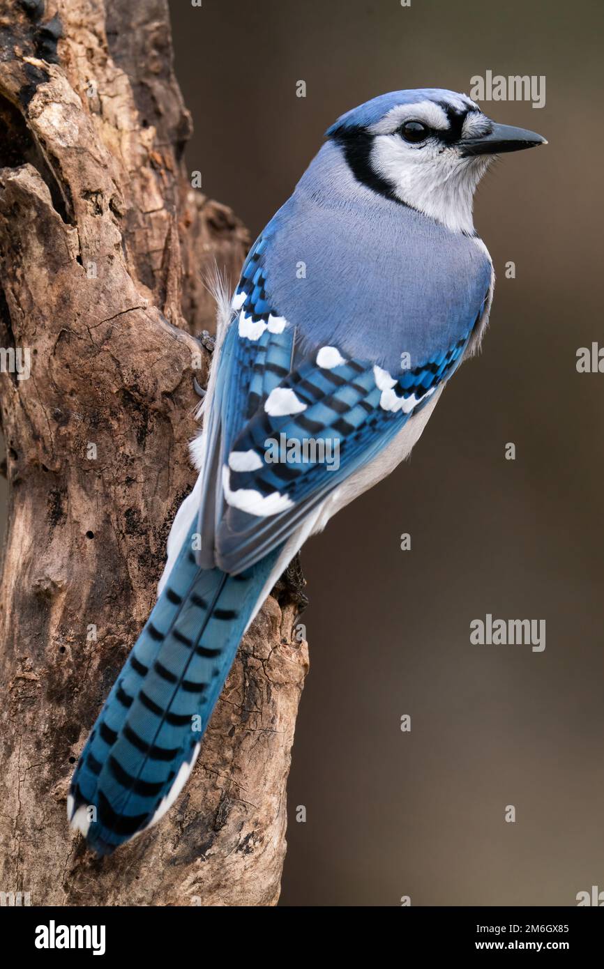 Baby blue jay hi-res stock photography and images - Alamy