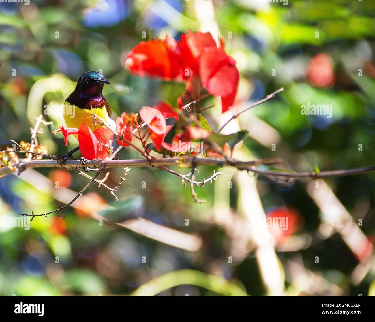 Purple-Rumped Sunbird (Nectarinia zeylonica) bird Stock Photo