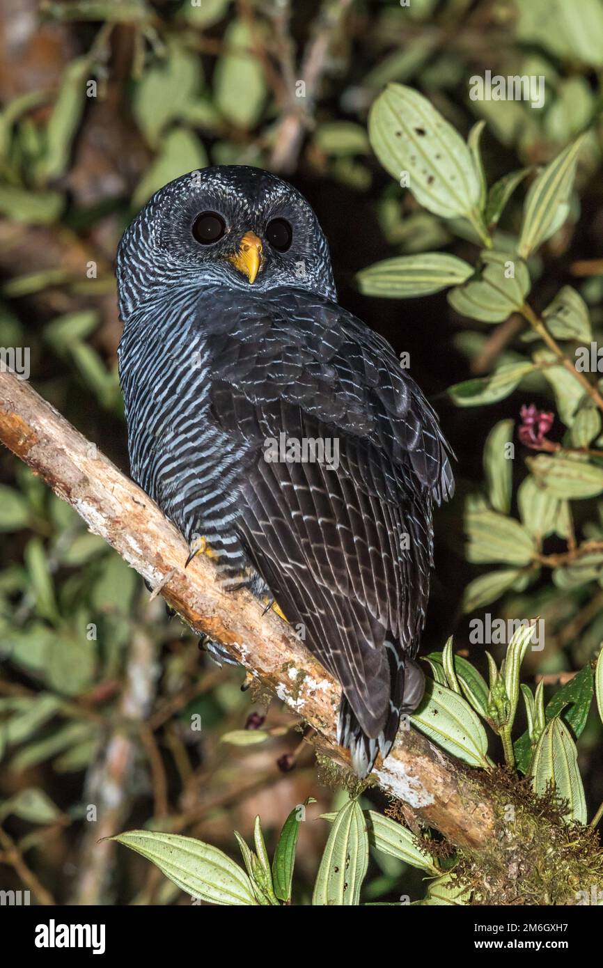 'San Isidro' owl - Undescribed taxon intermediate between Black-banded Owl (Strix huhula) and Black-and-white Owl (Strix nigrolineata) Stock Photo