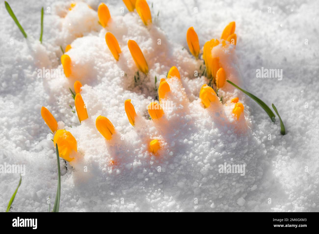 Spring is coming - the first buds in the snow Stock Photo