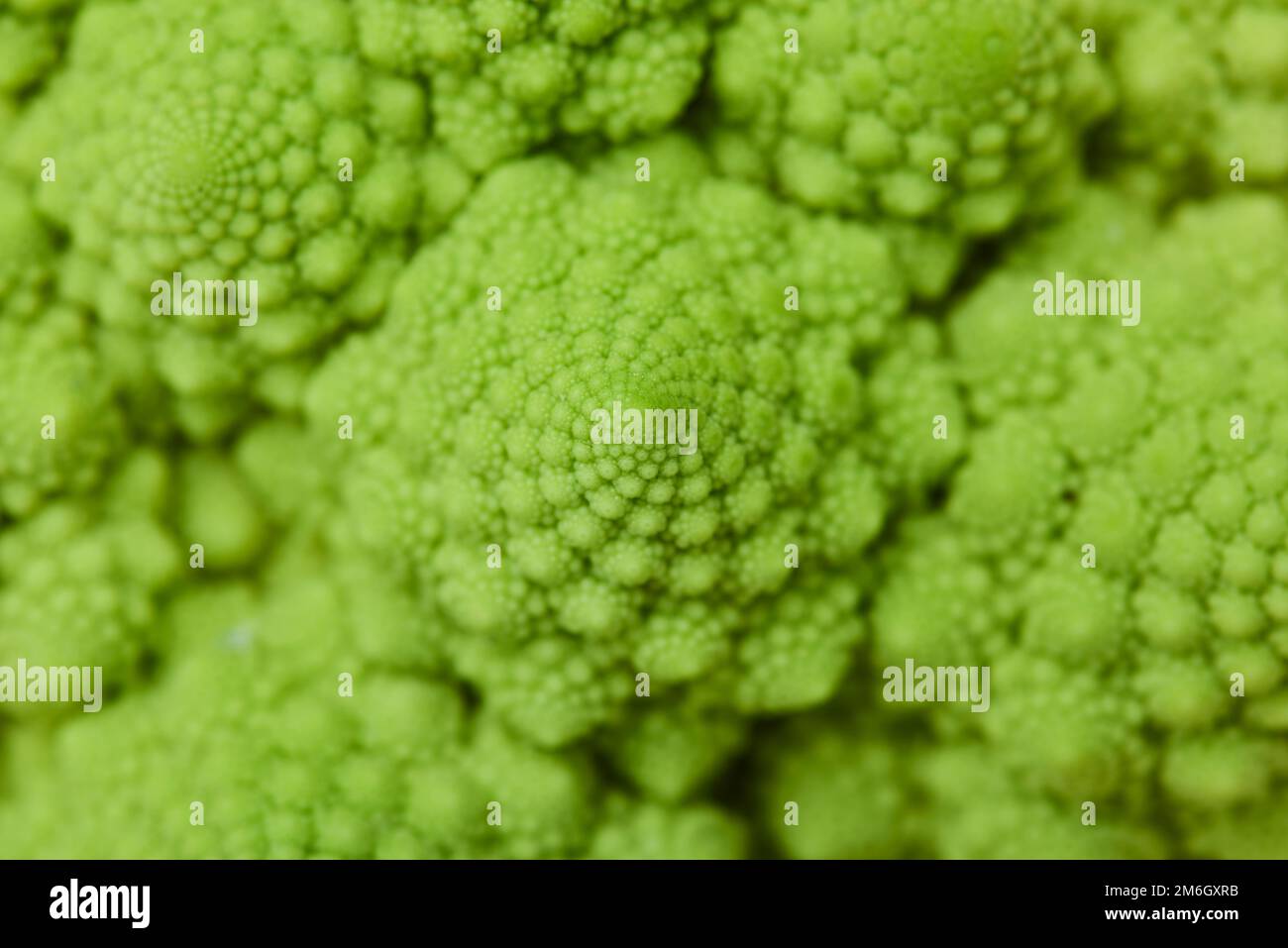 A closeup of Romanesco broccoli shot in a studio Stock Photo