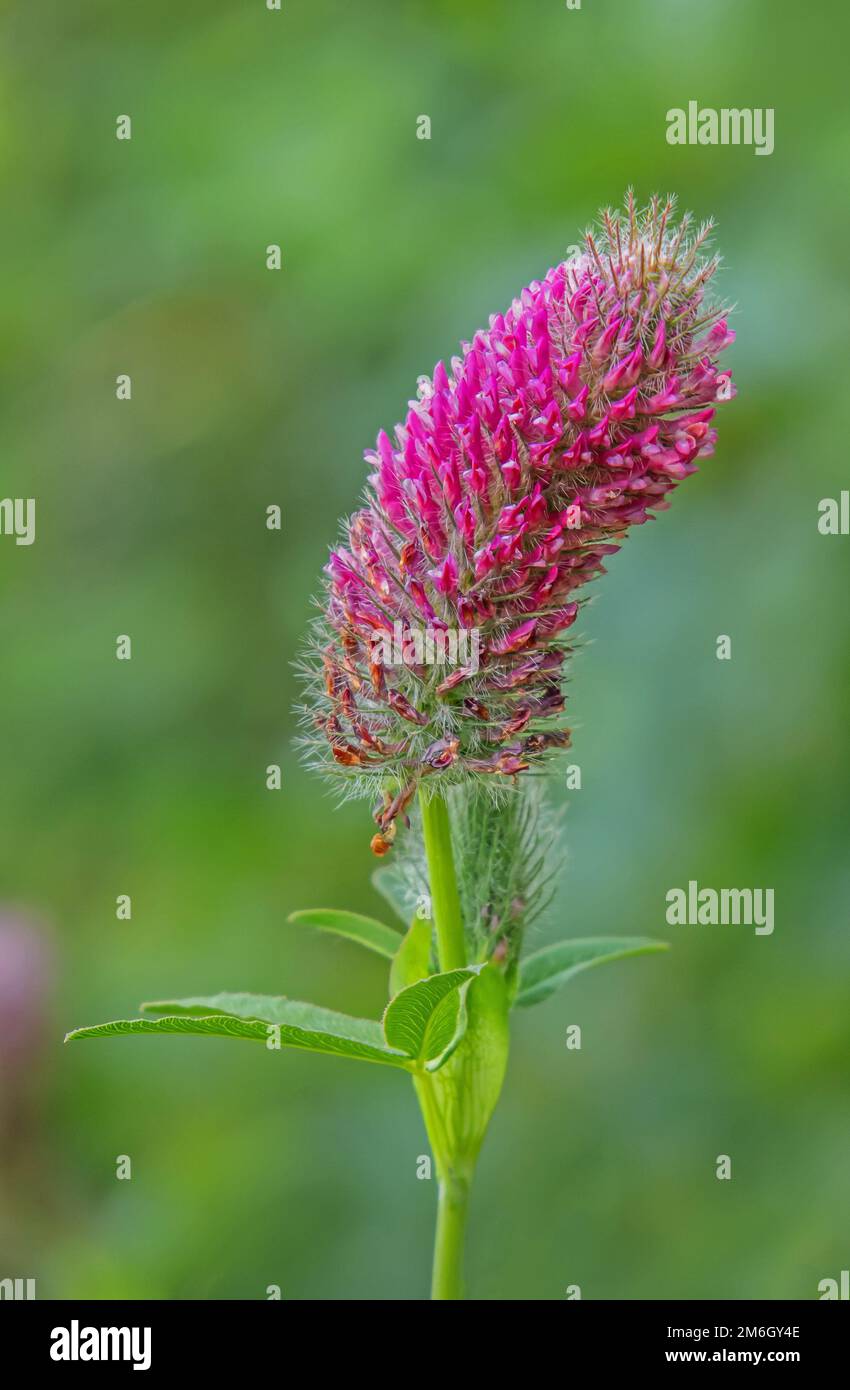 Purple clover 'Trifolium rubens Stock Photo