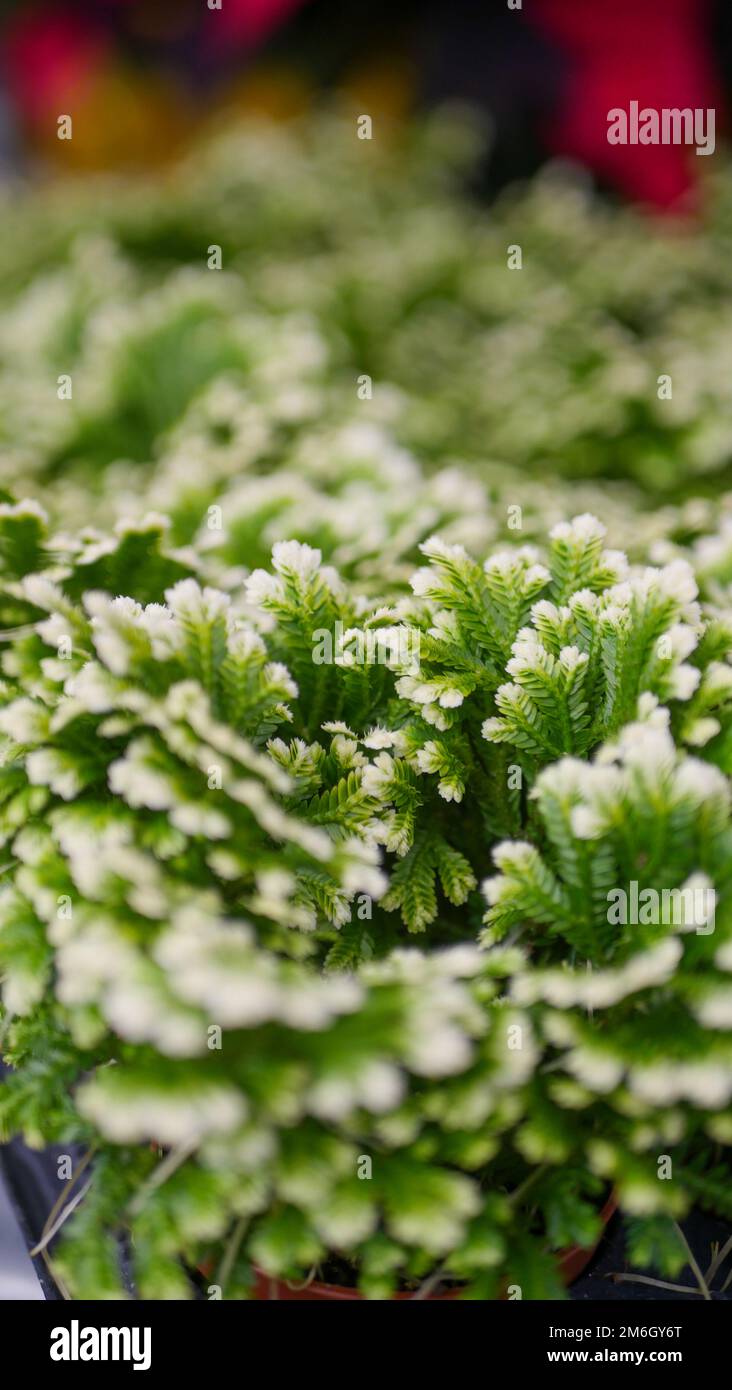 Christmas plants and flowers at a Garden Center in Niagara, Ontario