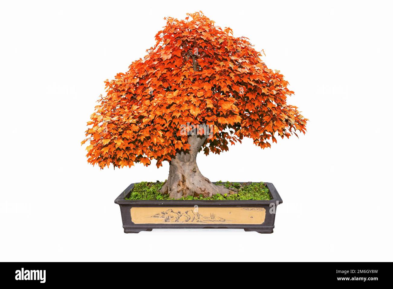 Red trident maple bonsai tree isolated Stock Photo Alamy