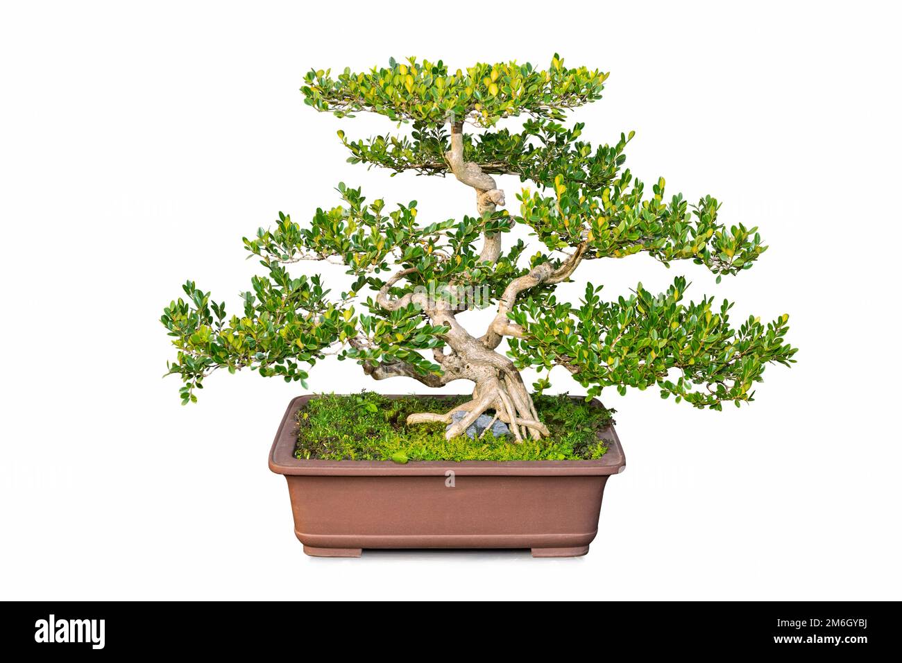 Bonsai tree of Chinese littleleaf box Stock Photo