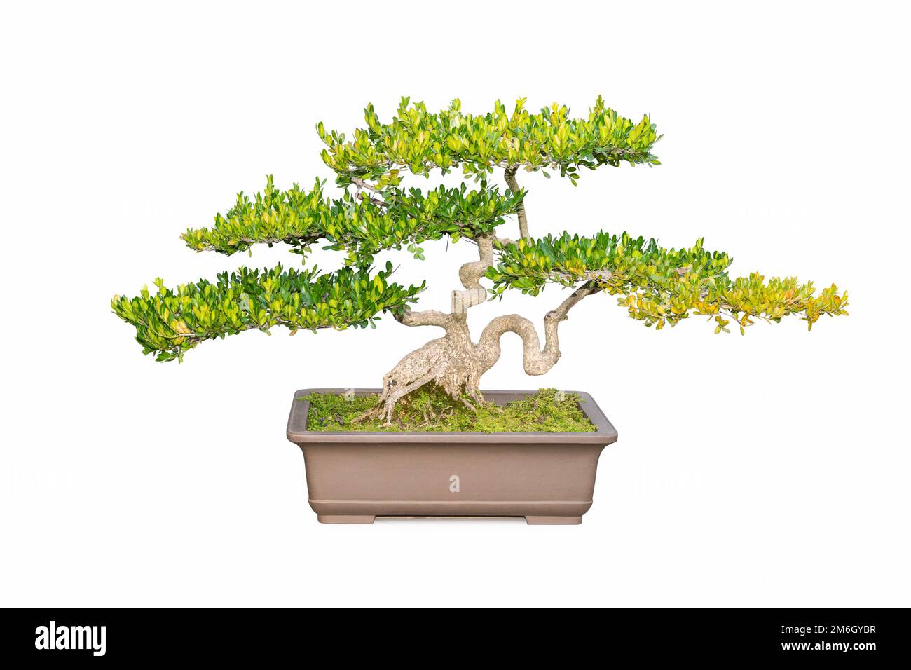 Boxwood bonsai tree isolated Stock Photo