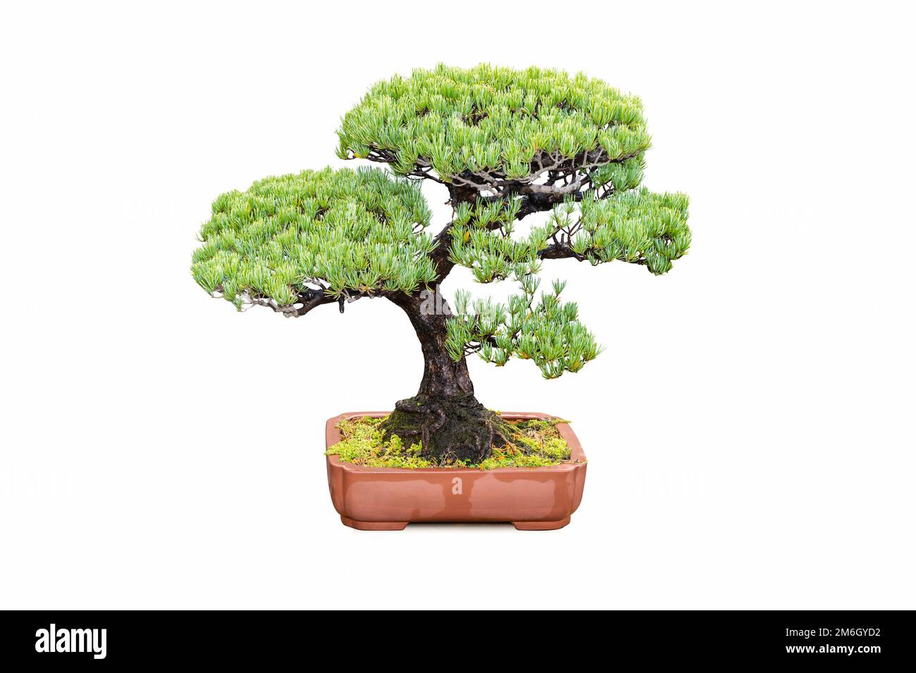 Bonsai tree of five needle pine isolated Stock Photo
