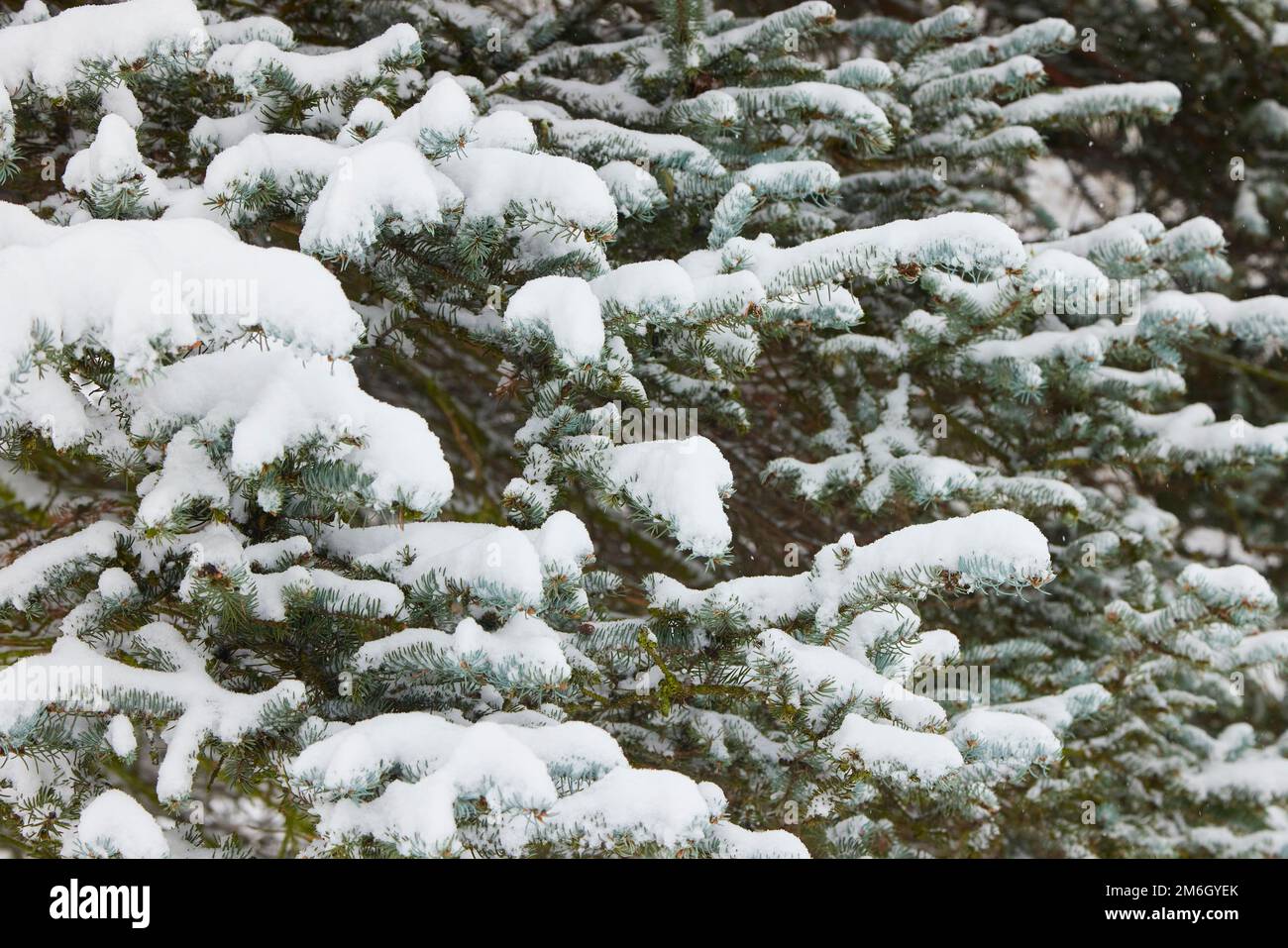 Big pine trees in winter hi-res stock photography and images - Alamy