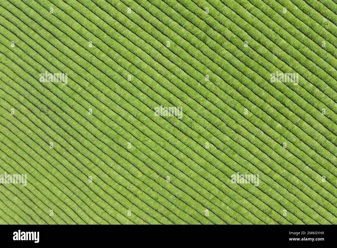 Neat tea plantation Stock Photo