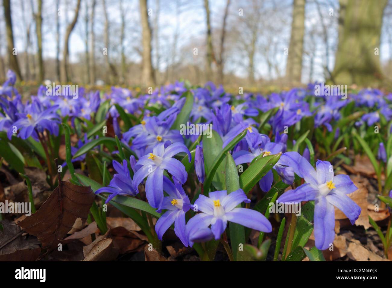 Bifolia Stock Photo