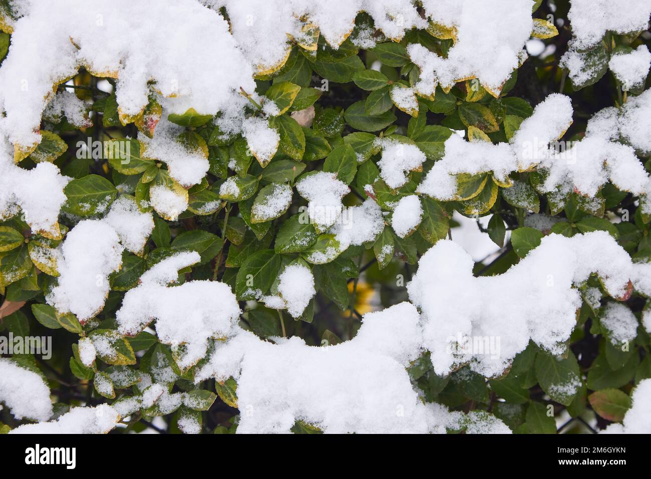 Green and yellow leaves under snow in December Stock Photo - Alamy