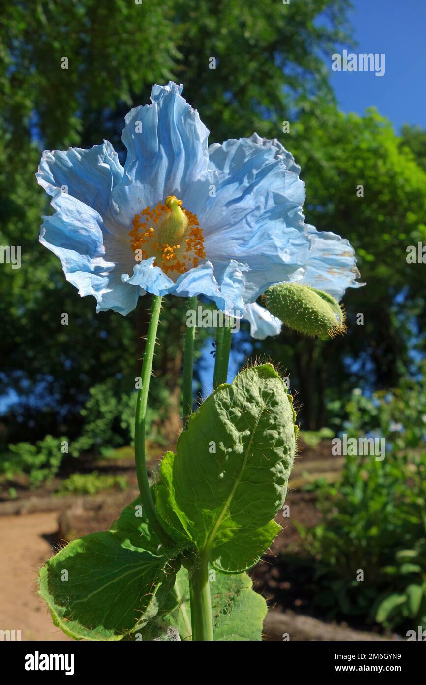 Blue or Tibetan poppy, Meconopsis betonicifolia Stock Photo
