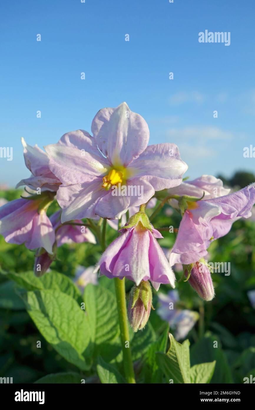 Potato blossom Stock Photo