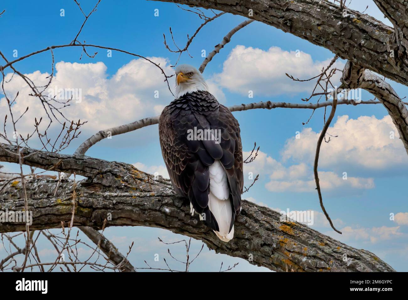 Bald eagle sitting on a tree on Lake Michigan Stock Photo