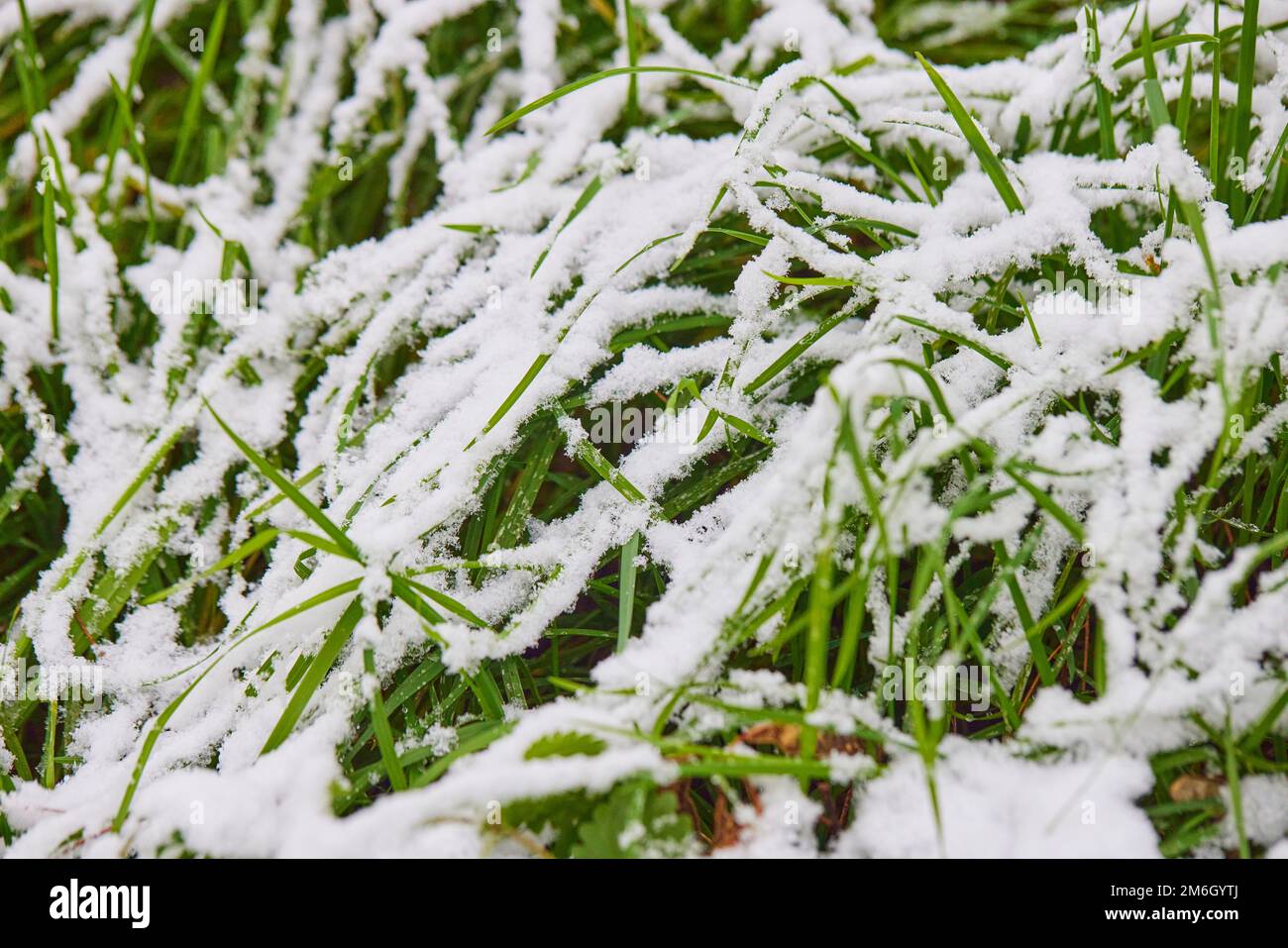 Green grass covered with first snow otdoor Stock Photo - Alamy