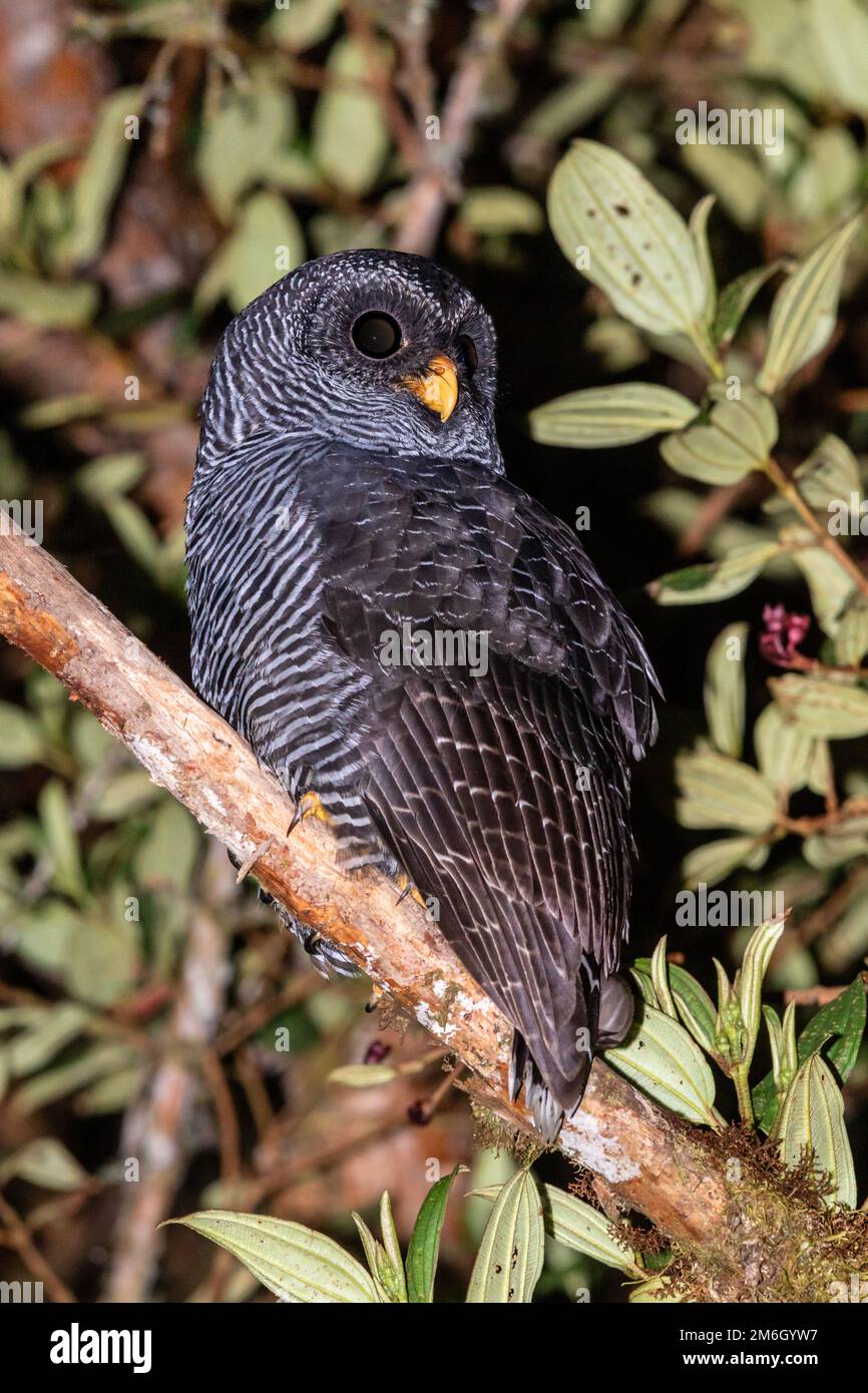 'San Isidro' owl - Undescribed taxon intermediate between Black-banded Owl (Strix huhula) and Black-and-white Owl (Strix nigrolineata) Stock Photo
