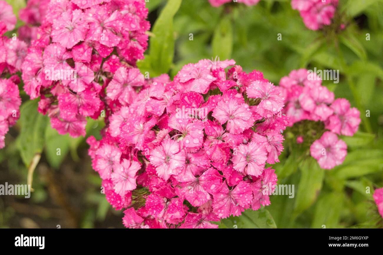 Pink Phlox flower - genus of flowering herbaceous plants with beautiful bokeh, selective focus Stock Photo