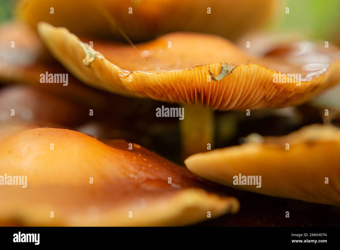 Wild forest orange mushrooms with large caps Stock Photo