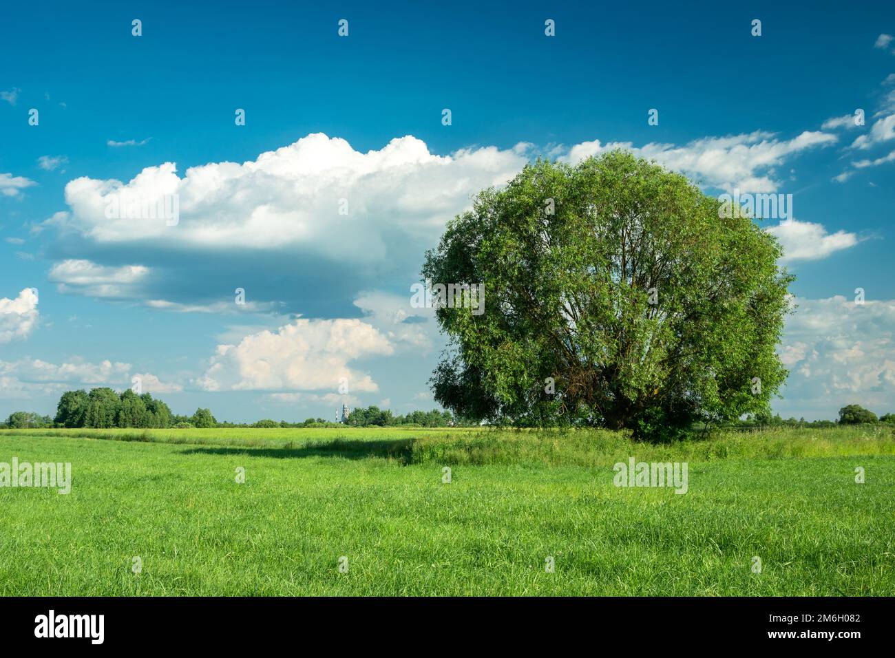 Large tree on green meadow and blue sky Stock Photo
