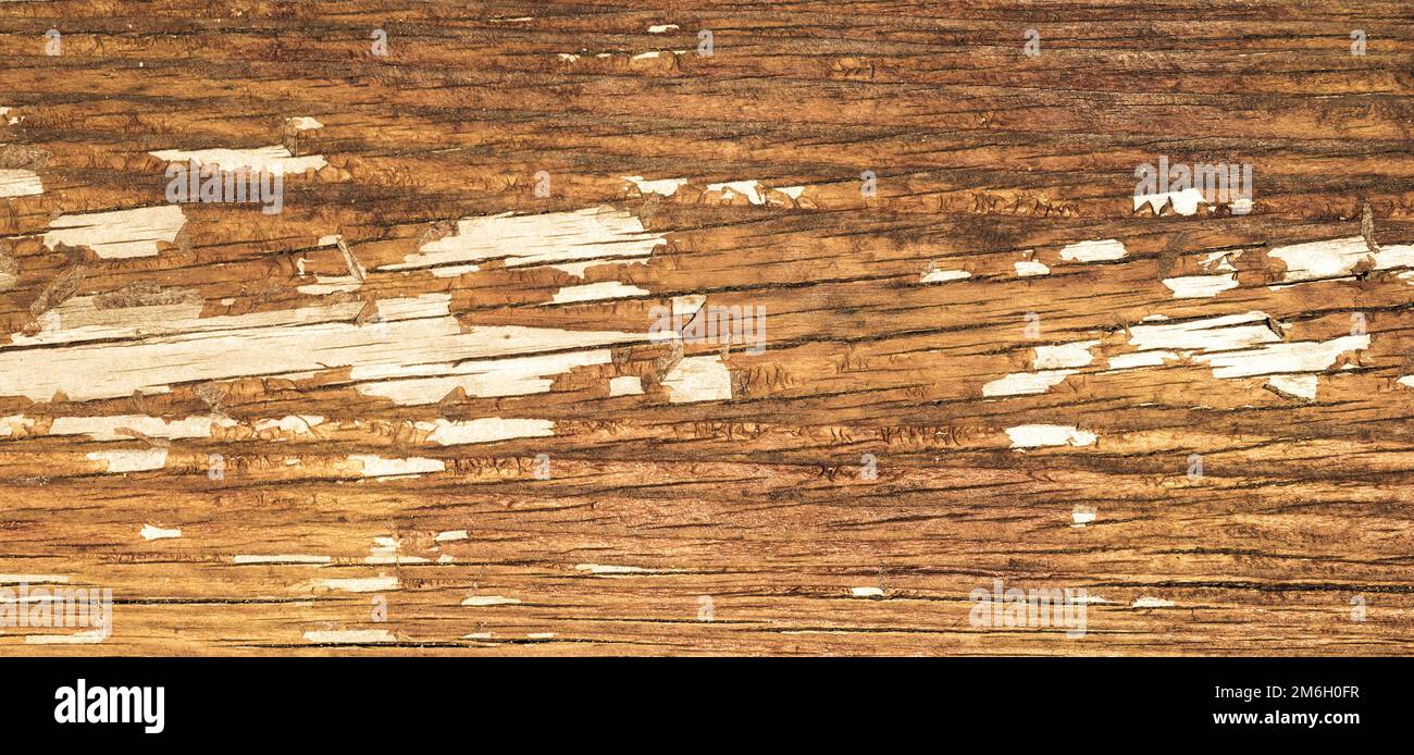 Old wood texture background, perfect natural pattern. Stock Photo