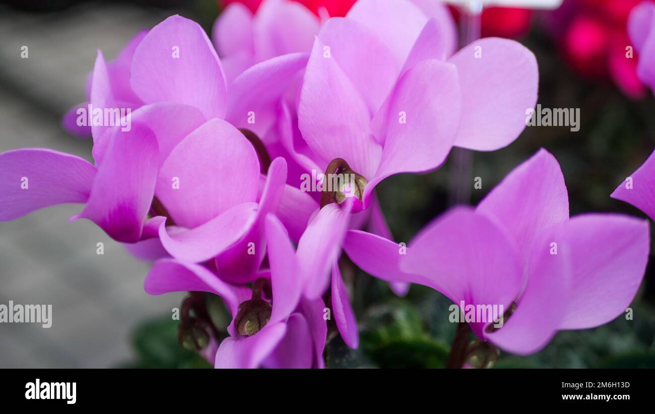 Christmas plants and flowers at a Garden Center in Niagara, Ontario