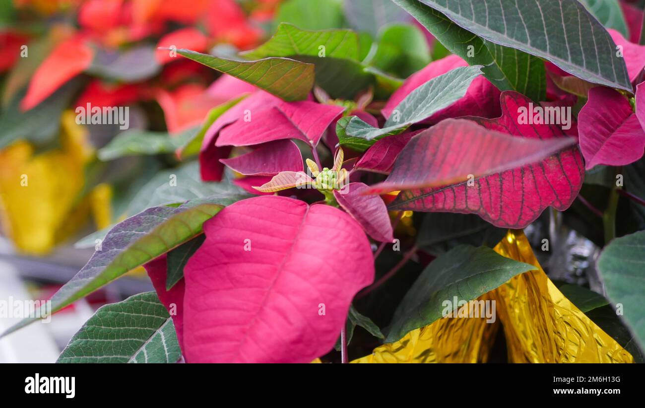 Christmas plants and flowers at a Garden Center in Niagara, Ontario